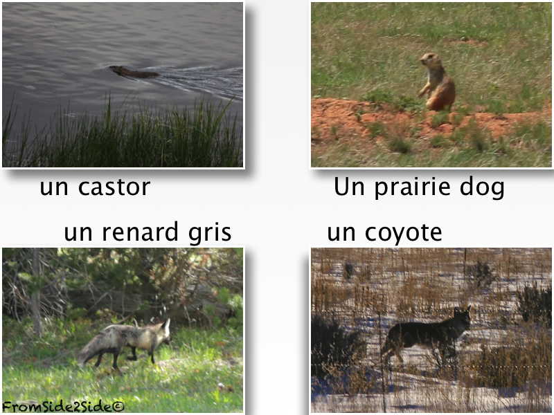 rencontre avec le renard gris